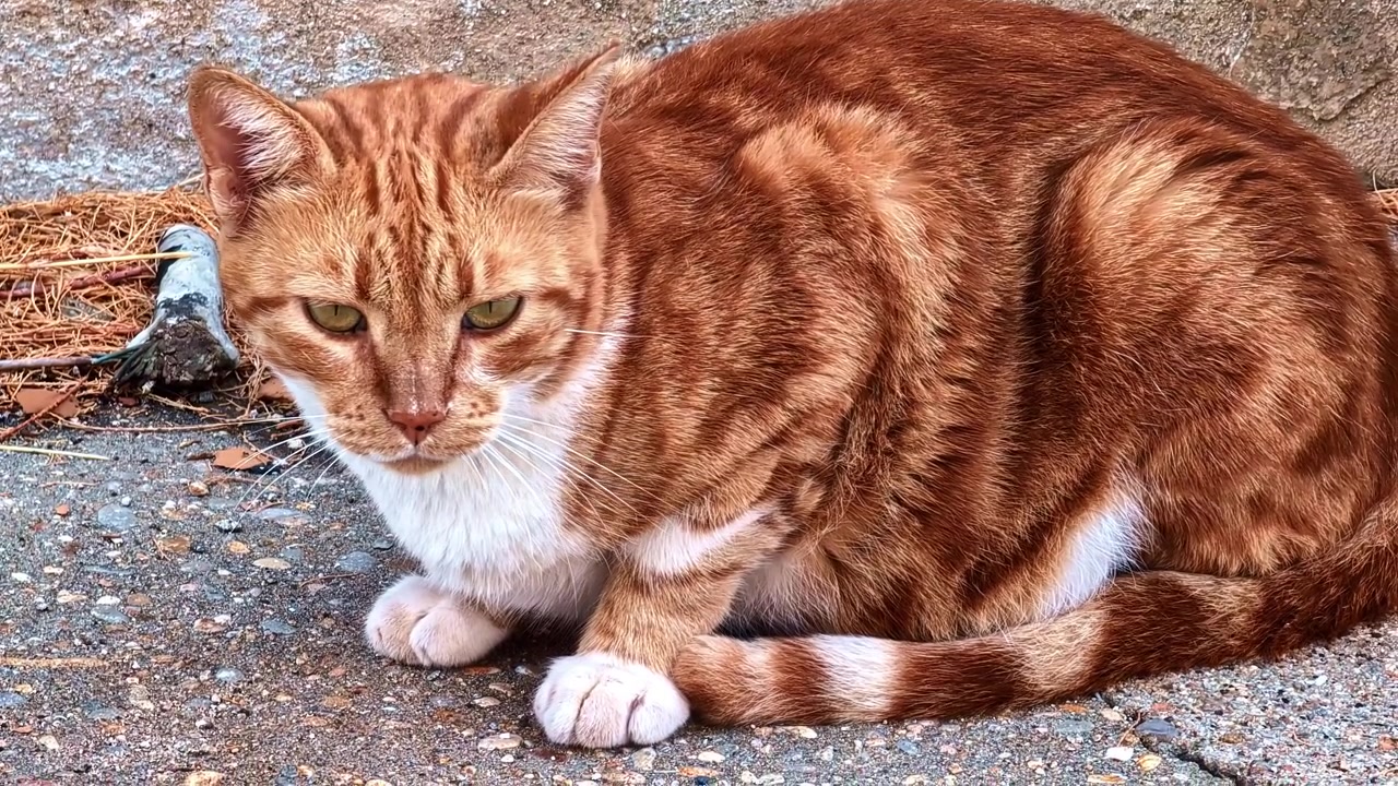 Gatto soriano rosso si accovaccia attento su un terreno di cemento ruvido accanto a un muro