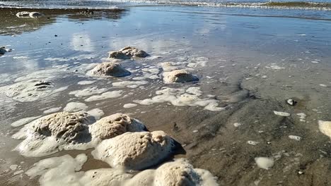 dirty sea foam froth slowly moving across sandy welsh anglesey beach with tide waves