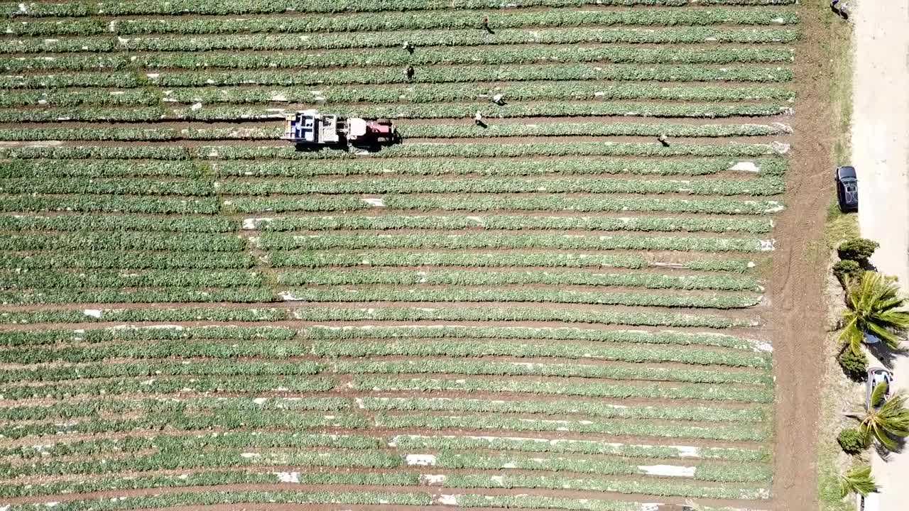 campo de melón con trabajadores y tractor, filmado con un dron, guadeloupe