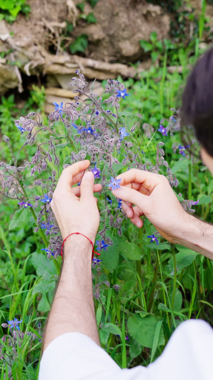 Close-up Tangan dengan Lembut Memetik Bunga Borage Biru di Taman
