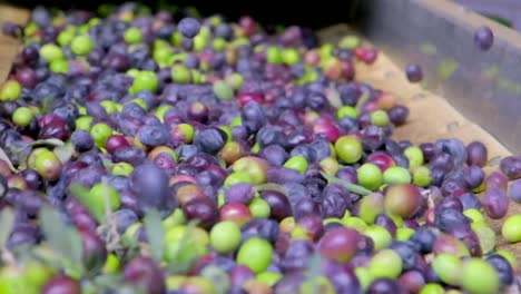 images of olives separated from their leaves for production in an olive oil factory