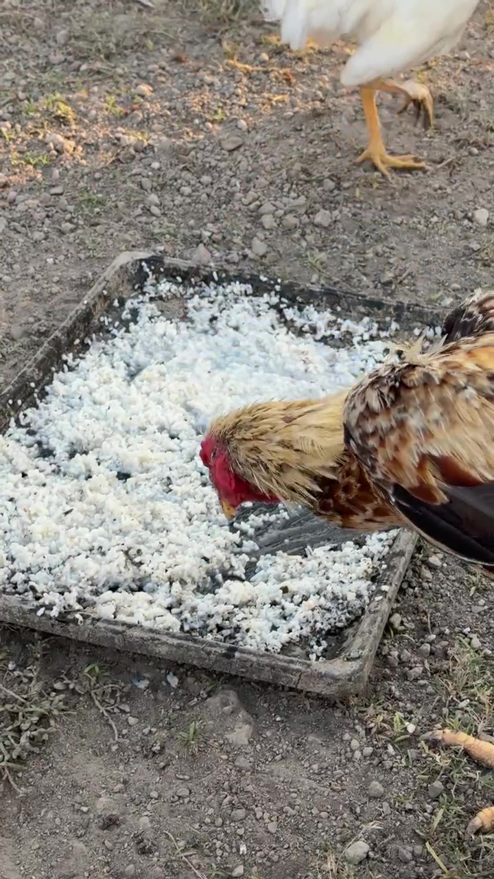 Ayam Jantan dan Ayam Betina Makan Nasi dari Tempat Makan