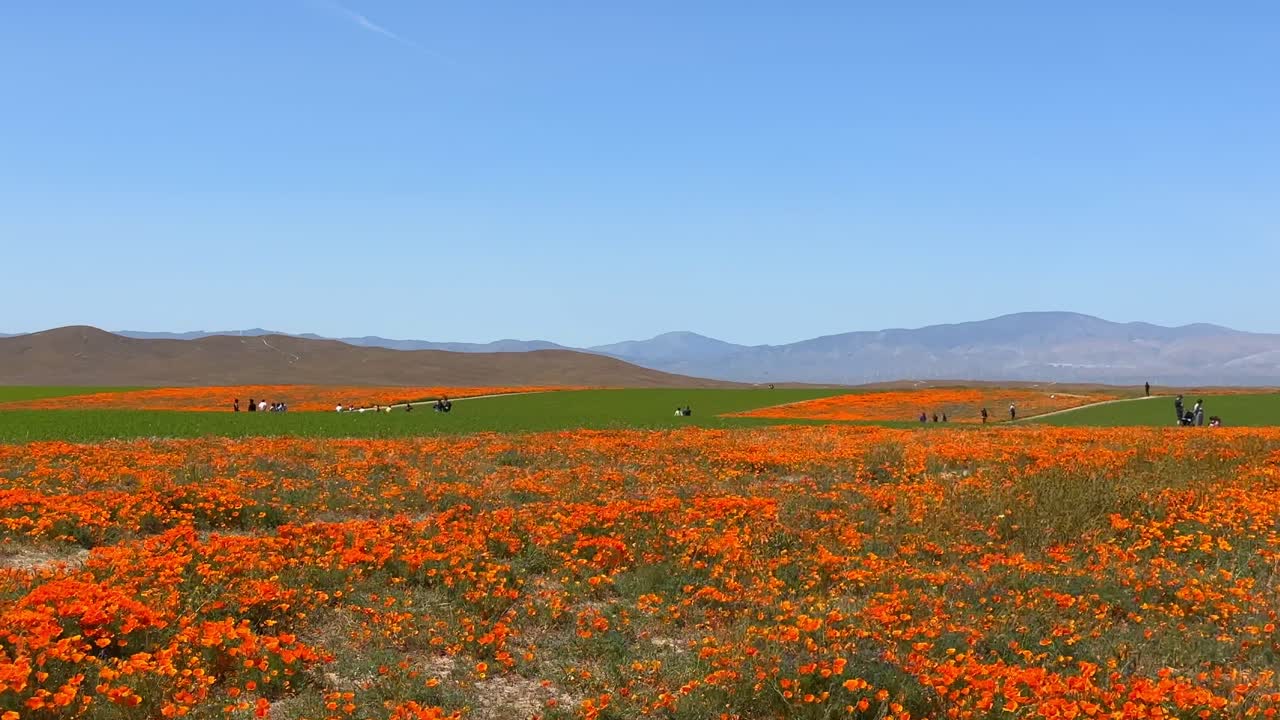 캘리포니아의 바람이 부는 날에 꽃이 피는 팝피 꽃으로 가득 찬 안티로페  ⁇ 리를 탐험하는 관광객들을 넓게 촬영했습니다.