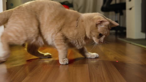 el gato aparece desde el lado izquierdo del marco colocando las patas sobre el punto rojo en el suelo de madera