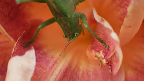 a close-up top shot of a green great grasshopper sitting on an orange blossoming flower