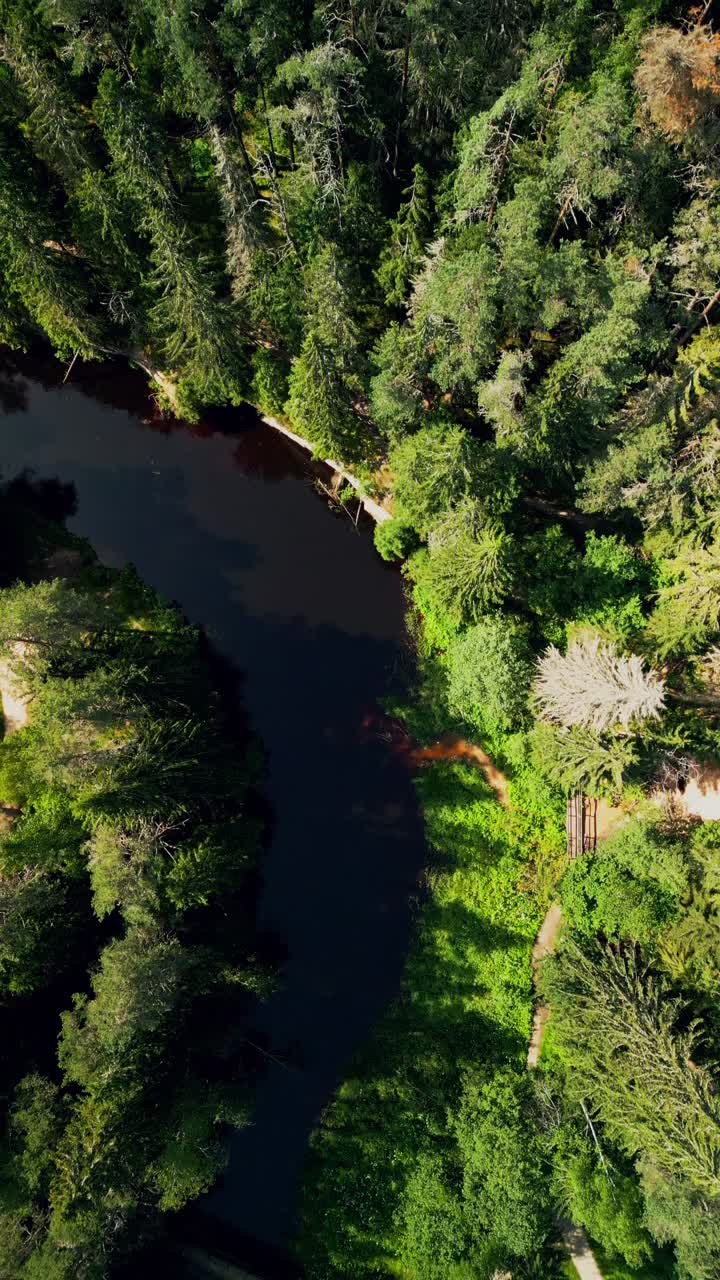 Vertical drone footage captures a winding river flowing through dense bright green forest under the warm sunlight offering a stunning view of untouched natural landscapes in rural Europe