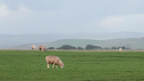 sheep peacefully grazing in open green fields