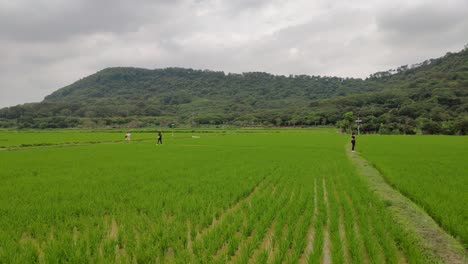 vista de los turistas que visitan el lugar turístico del campo de arroz en un día nublado en china