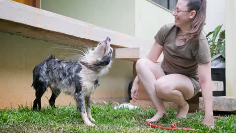 Smiling-woman-bathing-her-beautiful-Australian-shepherd,-she-invites-him-to-shake