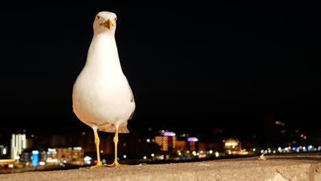 seagull eating on a railing at night