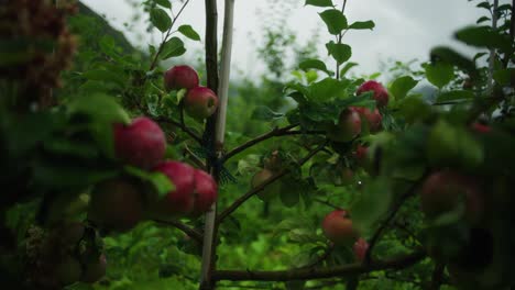wide shot of apples on the vine in mountain orchard