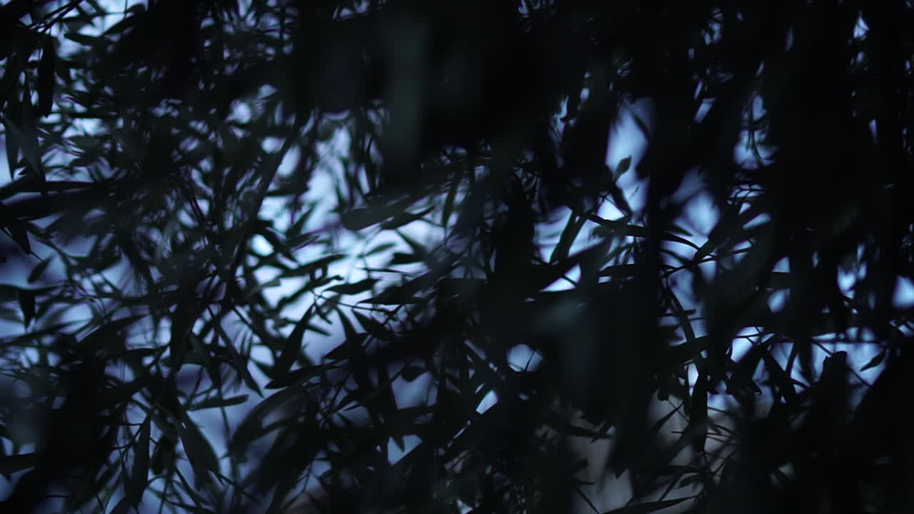 Dark and Mysterious Forest Leaves
