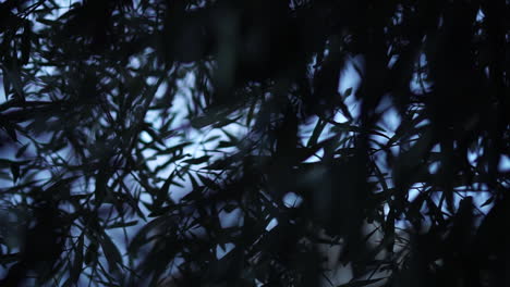 dark and mysterious forest leaves