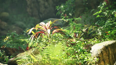 el exuberante bosque tropical
