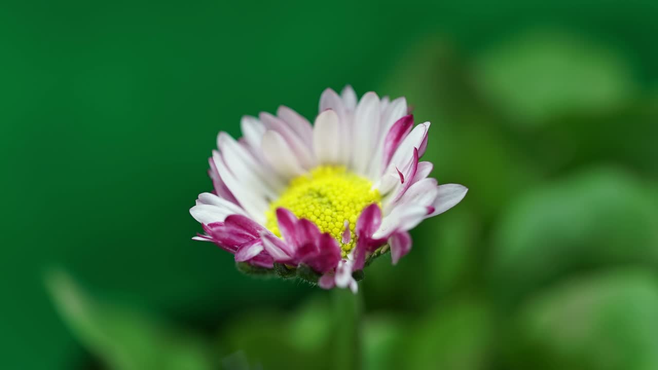 flor de primavera de margarita rosada abriendo su flor, florecimiento del lapso de tiempo, proceso de germinación de la naturaleza, sobre fondo verde