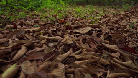 leaves on forest floor, dried and scattered, creating a natural autumn atmosphere
