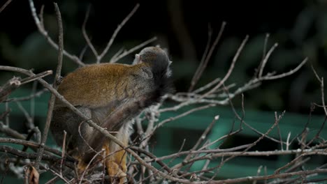 Mono-Ardilla-Común-Llamando-A-Otros-Mientras-Está-Sentado-En-El-árbol