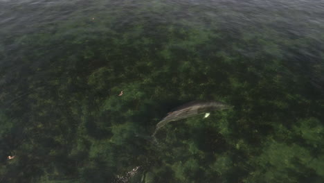 Minke-whale-swimming-in-shallow-water-in-eastern-Quebec