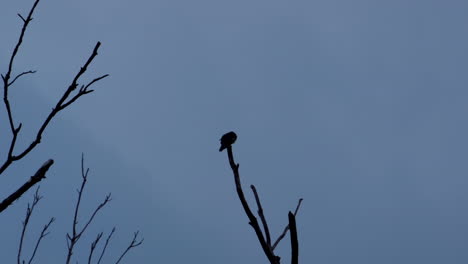 Silhouette-Eines-Kleinen-Vogels,-Der-Auf-Einem-Blattlosen-Ast-Thront