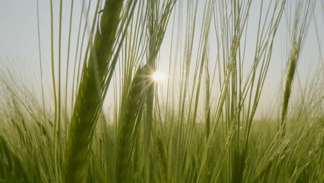 cinematic close up view of lush green barley field with sunshine poking through