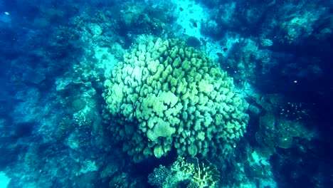 arrecife de coral natural con formación de acuarios paisajísticos en zanzíbar, tanzania