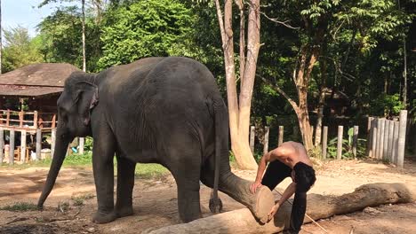 a trainer carefully assists an elephant in lifting its foot in a natural setting.