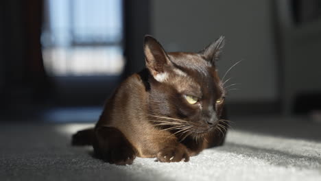 purebred burmese cat. brown house cat lying on the carpet. adorable kitten resting indoors. close-up.