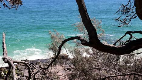 coastal view with trees and the pacific ocean