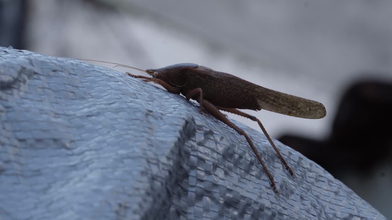 Detailed view of a brown cockroach resting on a textured surface, captured in low light. The focus on the insect highlights its legs and antennae, creating an intimate scene