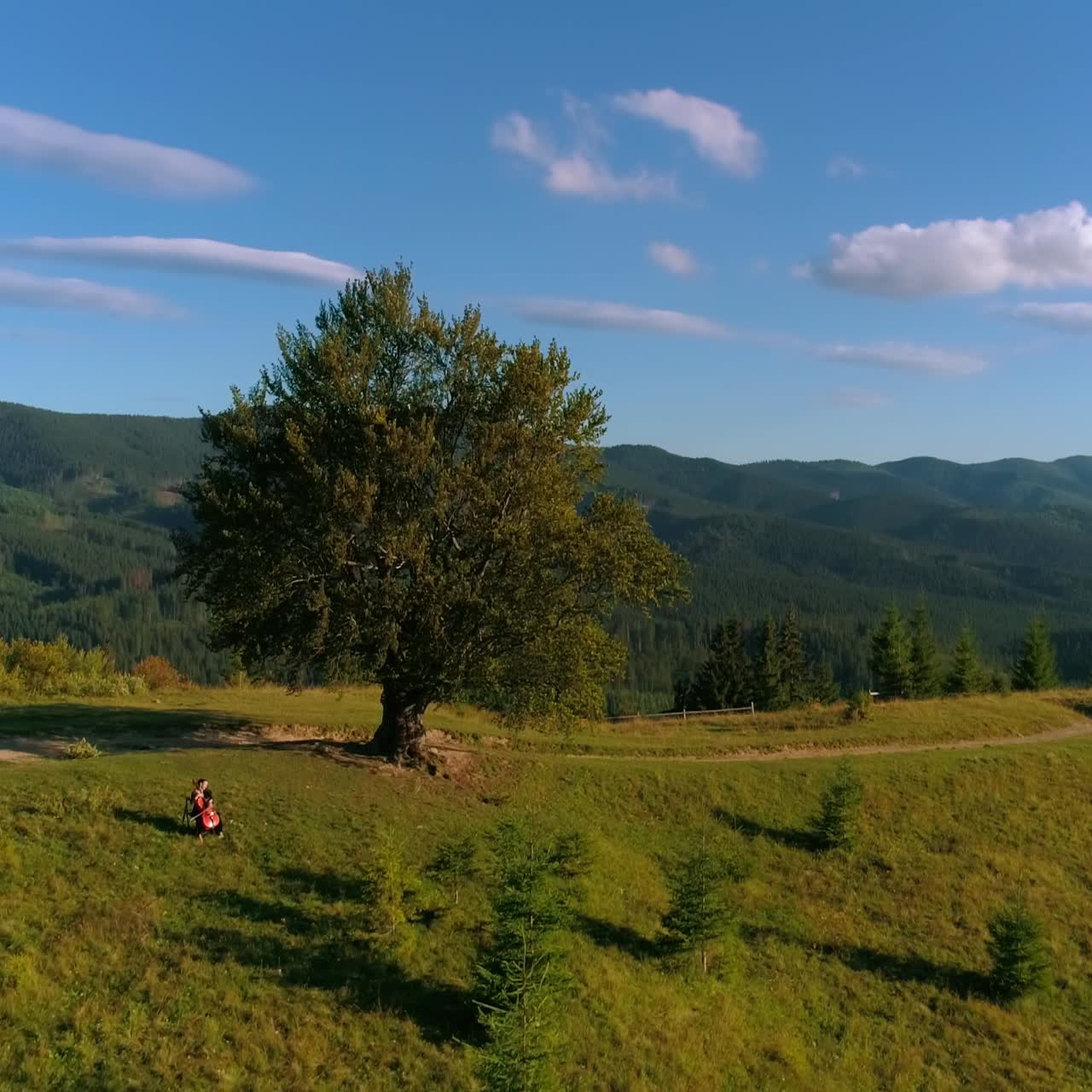 Cellist with musical instrument outdoors. Aerial panorama of beautiful green landscape in the mountains. Musician performing music among fresh nature. Top down