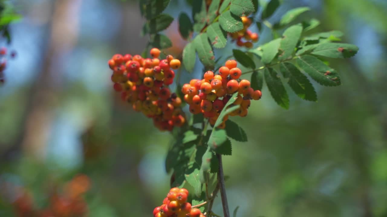 느린 동작으로 마가목과 바람에 흔들리는 오렌지 열매를 닫습니다.
