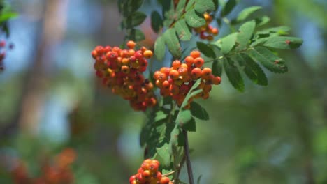 slow motion close up of a mountain ash tree and its orange berries swaying in the wind