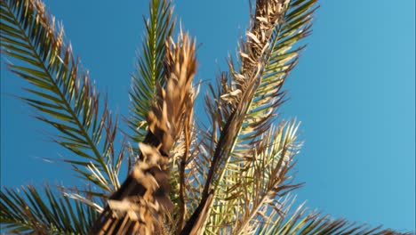 Static-shot-from-a-palm-tree-on-the-beach-during-a-beautiful-summer-day-with-cloudless-sky-on-vacation