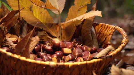 Castañas-Cayendo-En-Una-Cesta-De-Mimbre