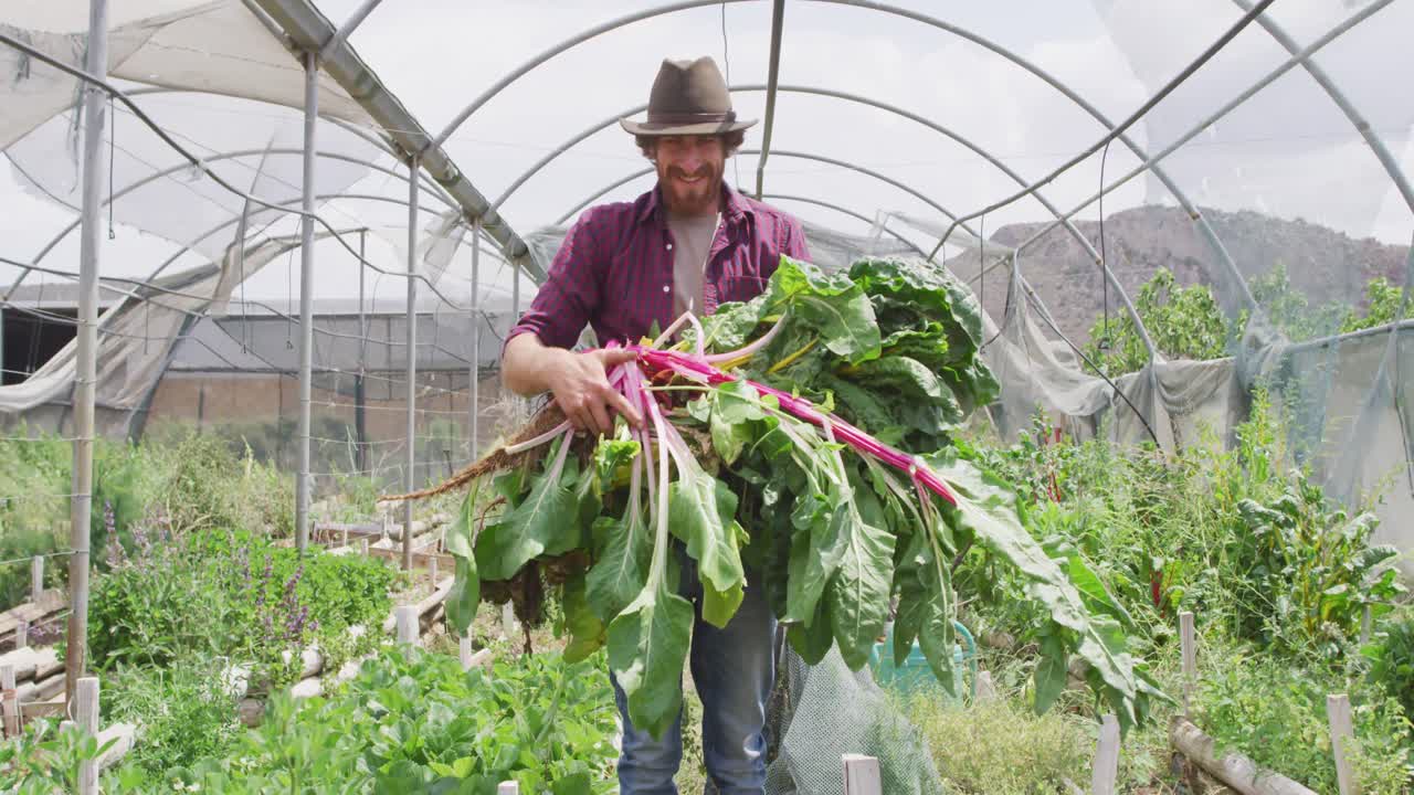 retrato de un hombre caucásico sonriente recogiendo verduras en el invernadero