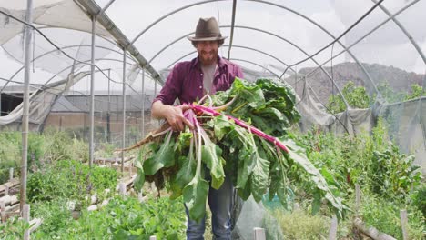 Retrato-De-Un-Hombre-Caucásico-Sonriente-Recogiendo-Verduras-En-Invernadero