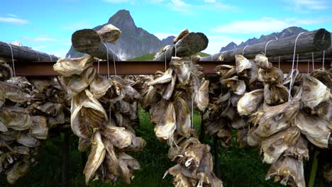 Cabezas-De-Pescado-Secándose-En-Rejillas-Noruega