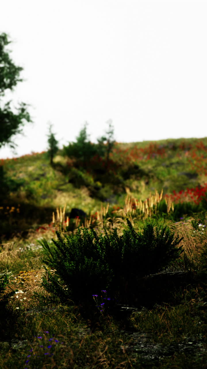 prado panorámico en la ladera de la colina