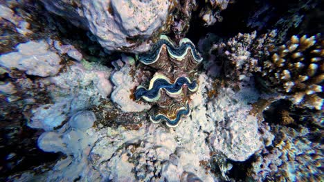 Beautiful-Corals---Underwater-Life-In-The-Ocean-In-Dahab,-Egypt