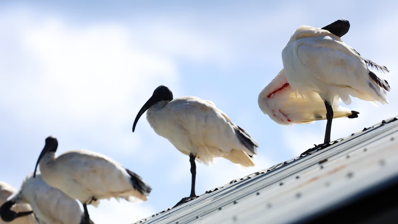 Ibis birds stand and interact on a rooftop under bright daylight, showcasing natural behavior and social dynamics
