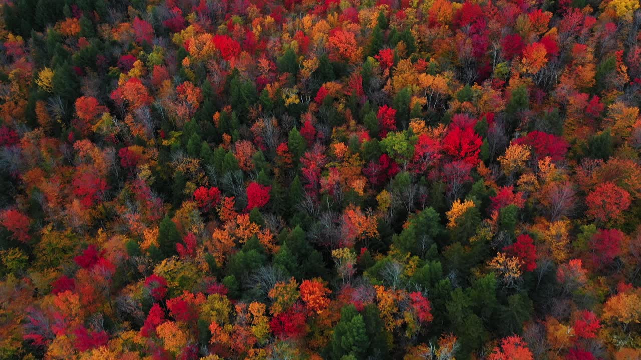 vista aérea, bosque vívido en colores llamativos en el campo americano inclinado hacia arriba disparado por drones