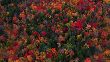 Vista-Aérea,-Bosque-Vívido-En-Colores-Llamativos-En-El-Campo-Americano-Inclinado-Hacia-Arriba-Disparado-Por-Drones