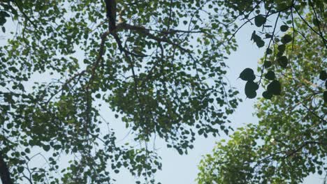 sacred bodhi tree at mahabodhi temple complex, bodhgaya, bihar, india