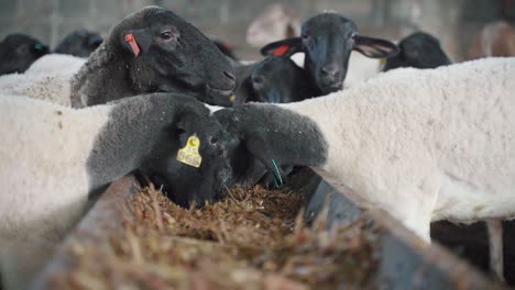 Black-faced-sheep-eating-at-food-trough-in-indoor