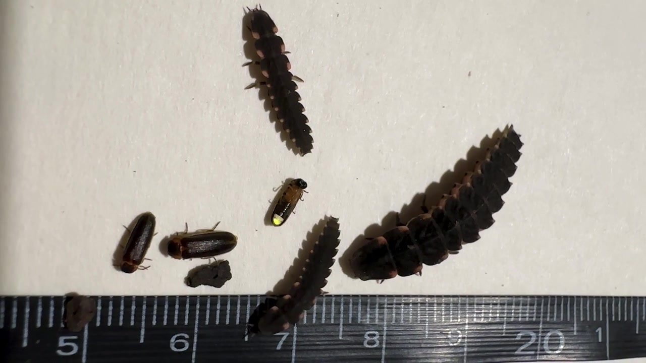 lucciola, verme, larve, scientifico, movimenti, cocciniglia, foresta rurale, Iran, accoppiamento maschio femmina, lampeggiante, luminescente, coleottero, biologia, insetto, primo piano, strisciare, entomologia, verme luminoso, Lampiridi, macro, natura