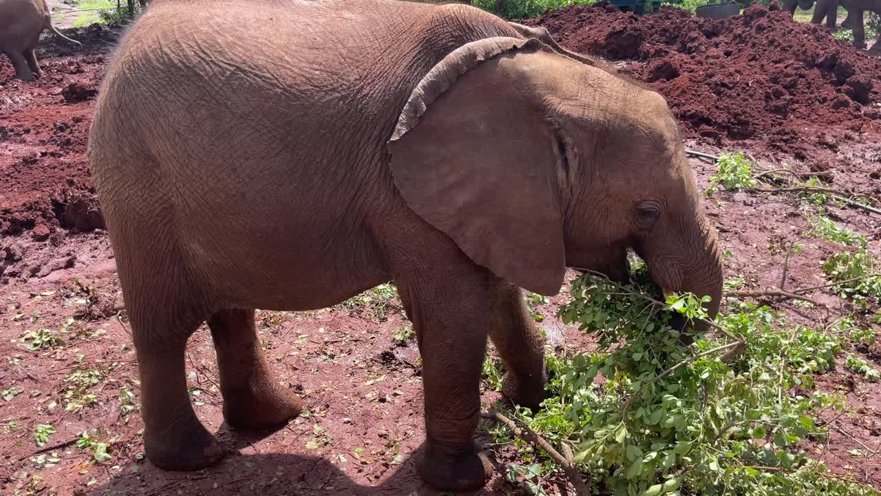 un elefante joven comiendo una rama en kenya