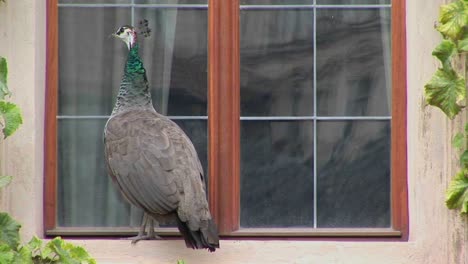 Ein-Pfau-Steht-Auf-Einer-Fensterbank-Und-Versucht-Ins-Haus-Zu-Kommen