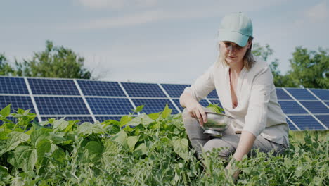 a farmer plucks pea pods, solar panels in the background