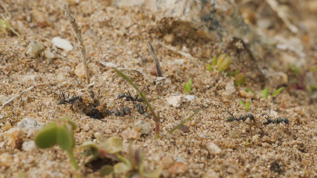 Diverse formiche collaborano vicino all'entrata del loro nido in un terreno sabbioso, luce naturale, scatto statico
