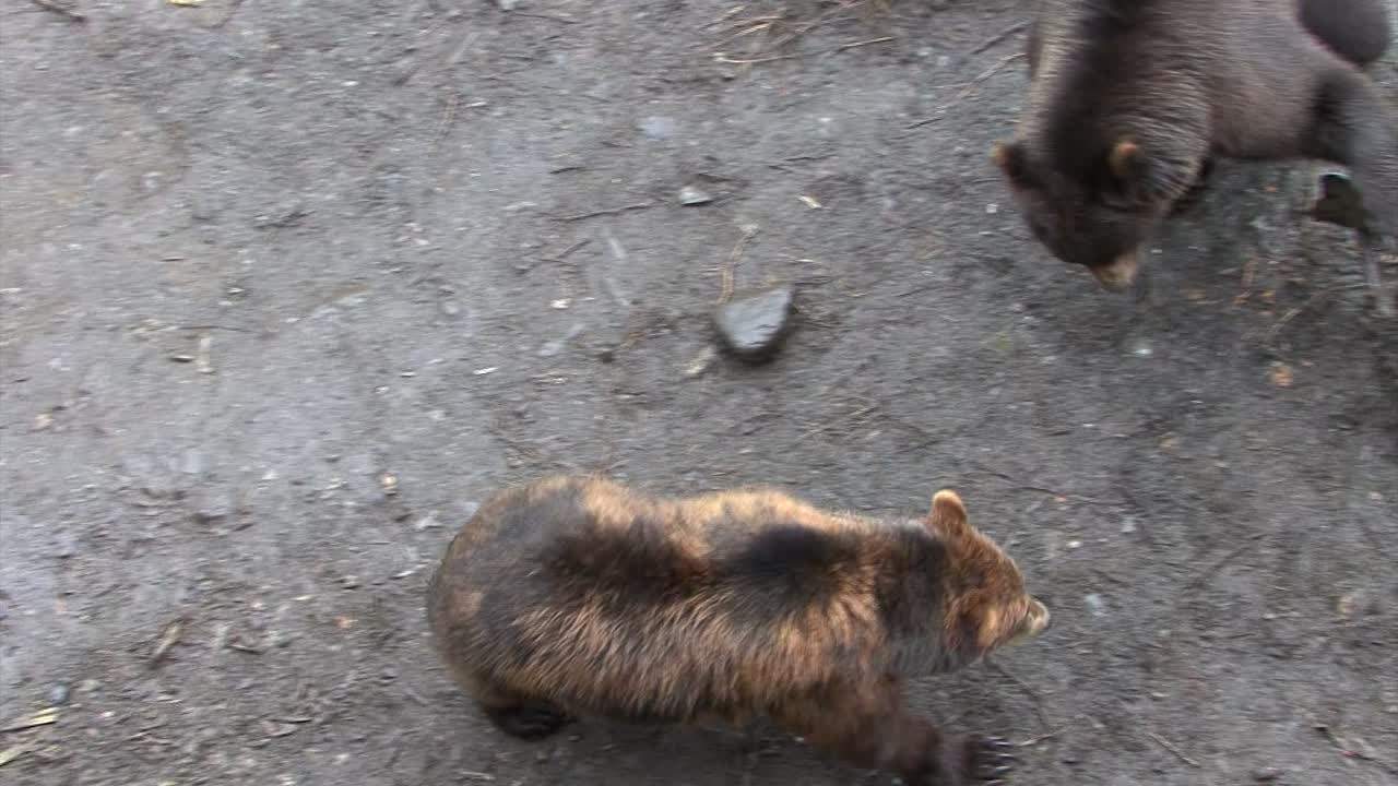 완벽한 균형을 이루며 뒷다리로 서 있는 흑곰